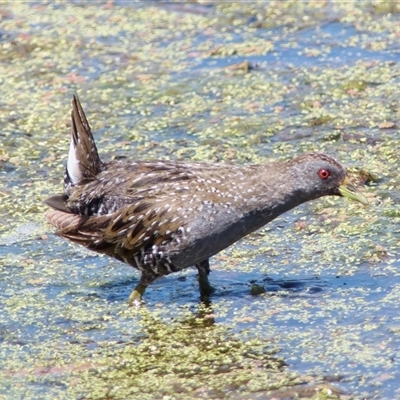 Porzana fluminea (Australian Spotted Crake) at Fyshwick, ACT - 19 Nov 2024 by RomanSoroka