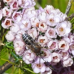 Bembix sp. (genus) (Unidentified Bembix sand wasp) at Acton, ACT - 19 Nov 2024 by HelenCross