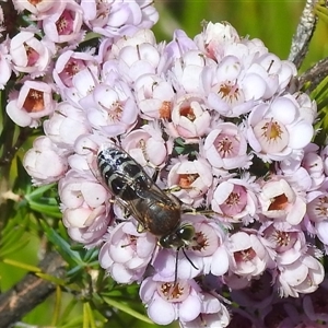 Bembix sp. (genus) (Unidentified Bembix sand wasp) at Acton, ACT by HelenCross