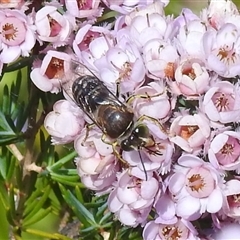 Bembix sp. (genus) at Acton, ACT - 19 Nov 2024