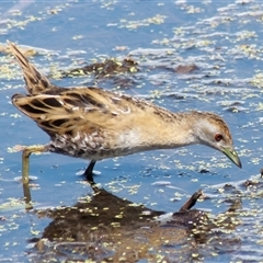 Zapornia pusilla (Baillon's Crake) at Fyshwick, ACT - 19 Nov 2024 by RomanSoroka