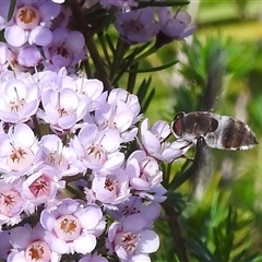 Bombyliidae (family) at Acton, ACT - 19 Nov 2024 by HelenCross