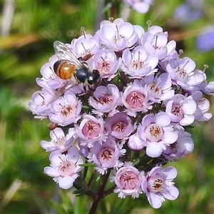 Apis mellifera at Acton, ACT - 19 Nov 2024