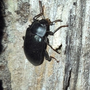 Phanechloros punctipennis (A darkling beetle) at Bungendore, NSW by clarehoneydove