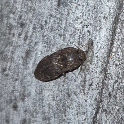 Agrypnus sp. (genus) (Rough click beetle) at Bungendore, NSW - 19 Nov 2024 by clarehoneydove