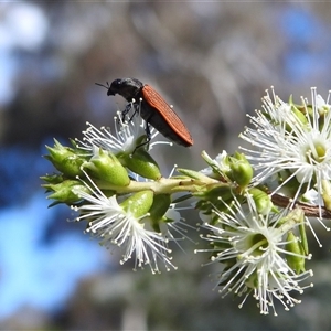 Castiarina erythroptera at Acton, ACT - 19 Nov 2024