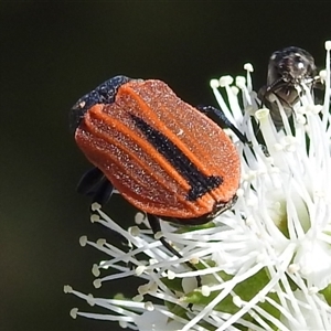 Castiarina erythroptera at Acton, ACT - 19 Nov 2024