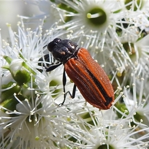 Castiarina erythroptera at Acton, ACT - 19 Nov 2024 04:42 PM