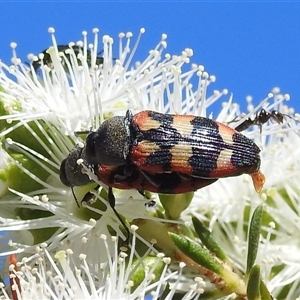 Castiarina sexplagiata at Acton, ACT - 19 Nov 2024