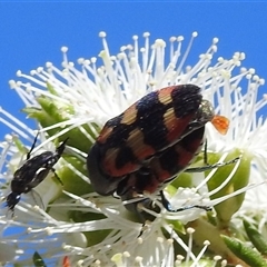 Castiarina sexplagiata at Acton, ACT - 19 Nov 2024