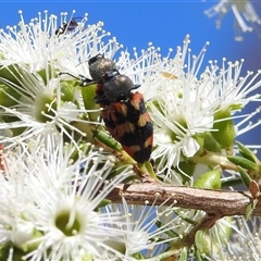 Castiarina sexplagiata at Acton, ACT - 19 Nov 2024