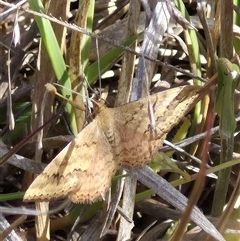 Scopula rubraria at Tarago, NSW - 19 Nov 2024 04:43 PM