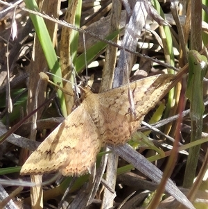 Scopula rubraria at Tarago, NSW - 19 Nov 2024