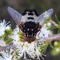 Formosia (Euamphibolia) speciosa at Acton, ACT - 19 Nov 2024 by HelenCross