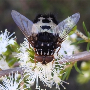 Formosia (Euamphibolia) speciosa (Bristle fly) at Acton, ACT by HelenCross