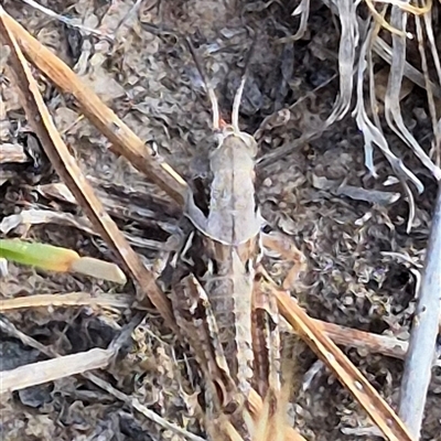 Unidentified Grasshopper (several families) at Tarago, NSW - 19 Nov 2024 by clarehoneydove