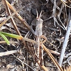 Brachyexarna lobipennis at Tarago, NSW - 19 Nov 2024 04:56 PM