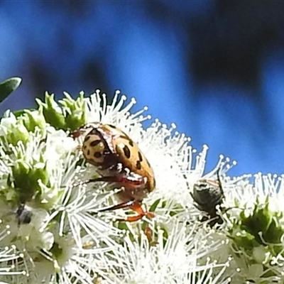 Neorrhina punctatum (Spotted flower chafer) at Acton, ACT - 19 Nov 2024 by HelenCross