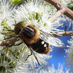 Scaptia (Scaptia) auriflua (A flower-feeding march fly) at Acton, ACT - 19 Nov 2024 by HelenCross