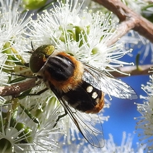 Scaptia (Scaptia) auriflua (A flower-feeding march fly) at Acton, ACT by HelenCross