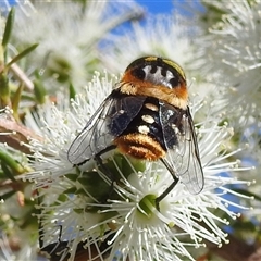 Scaptia (Scaptia) auriflua at Acton, ACT - 19 Nov 2024 04:40 PM