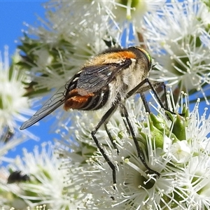 Scaptia (Scaptia) auriflua at Acton, ACT - 19 Nov 2024