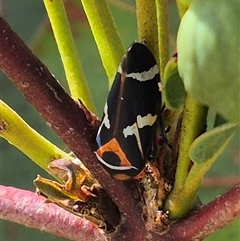 Eurymeloides pulchra (Gumtree hopper) at Gunning, NSW - 18 Nov 2024 by clarehoneydove