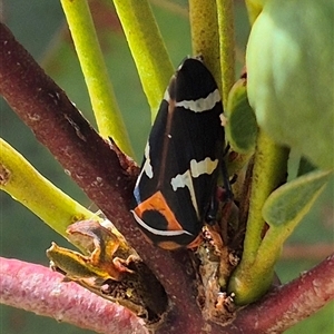 Eurymeloides pulchra (Gumtree hopper) at Gunning, NSW by clarehoneydove