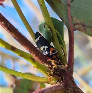 Eurymeloides pulchra at Gunning, NSW - 19 Nov 2024