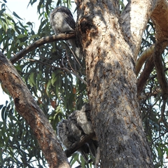 Podargus strigoides at Acton, ACT - 19 Nov 2024 05:01 PM