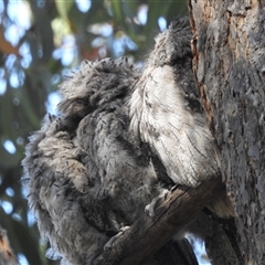 Podargus strigoides at Acton, ACT - 19 Nov 2024 05:01 PM
