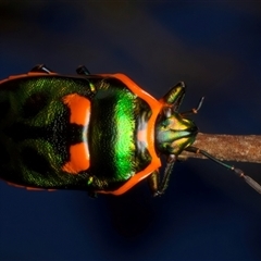 Scutiphora pedicellata at Ainslie, ACT - 19 Nov 2024