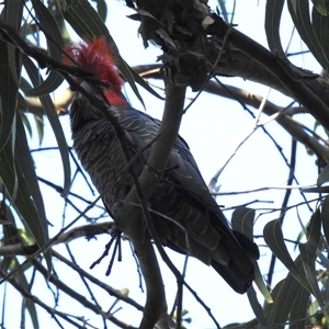 Callocephalon fimbriatum (Gang-gang Cockatoo) at Acton, ACT by HelenCross