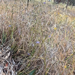 Dianella revoluta var. revoluta at Gunning, NSW - 19 Nov 2024 09:34 AM