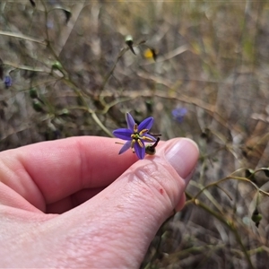 Dianella revoluta var. revoluta at Gunning, NSW - 19 Nov 2024 09:34 AM