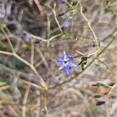 Dianella revoluta var. revoluta at Gunning, NSW - 19 Nov 2024 09:34 AM