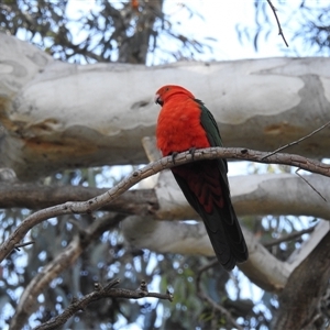 Alisterus scapularis (Australian King-Parrot) at Acton, ACT by HelenCross