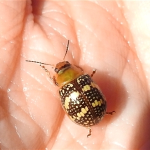 Paropsis pictipennis at Acton, ACT - 19 Nov 2024