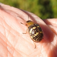 Paropsis pictipennis at Acton, ACT - 19 Nov 2024