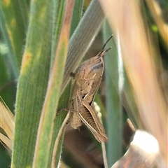 Praxibulus sp. (genus) (A grasshopper) at Tarago, NSW - 19 Nov 2024 by clarehoneydove