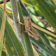 Praxibulus sp. (genus) at Tarago, NSW - 19 Nov 2024