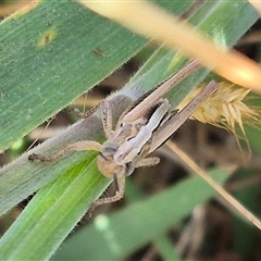 Praxibulus sp. (genus) at Tarago, NSW - 19 Nov 2024