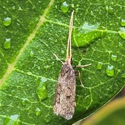 Lecithocera (genus) (A Gelechioid moth) at Bungendore, NSW - 17 Nov 2024 by clarehoneydove