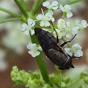 Rhiniidae sp. (family) (Snout fly) at Bungendore, NSW by clarehoneydove