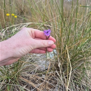 Arthropodium fimbriatum at Gunning, NSW - 19 Nov 2024