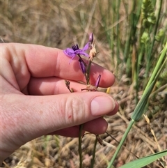 Arthropodium fimbriatum at Gunning, NSW - 19 Nov 2024