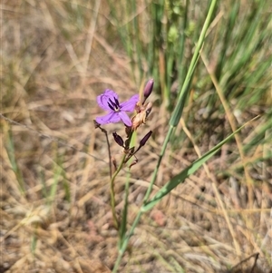 Arthropodium fimbriatum at Gunning, NSW - 19 Nov 2024