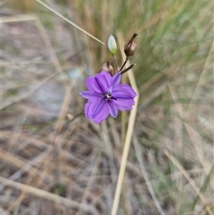 Arthropodium fimbriatum at Gunning, NSW - 19 Nov 2024