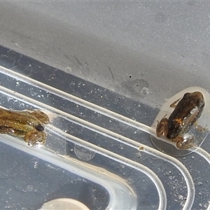 Crinia sp. (genus) (A froglet) at Kambah, ACT by HelenCross