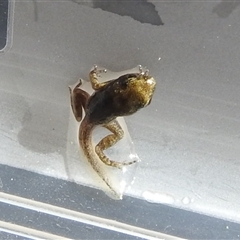 Crinia sp. (genus) at Kambah, ACT - 18 Nov 2024